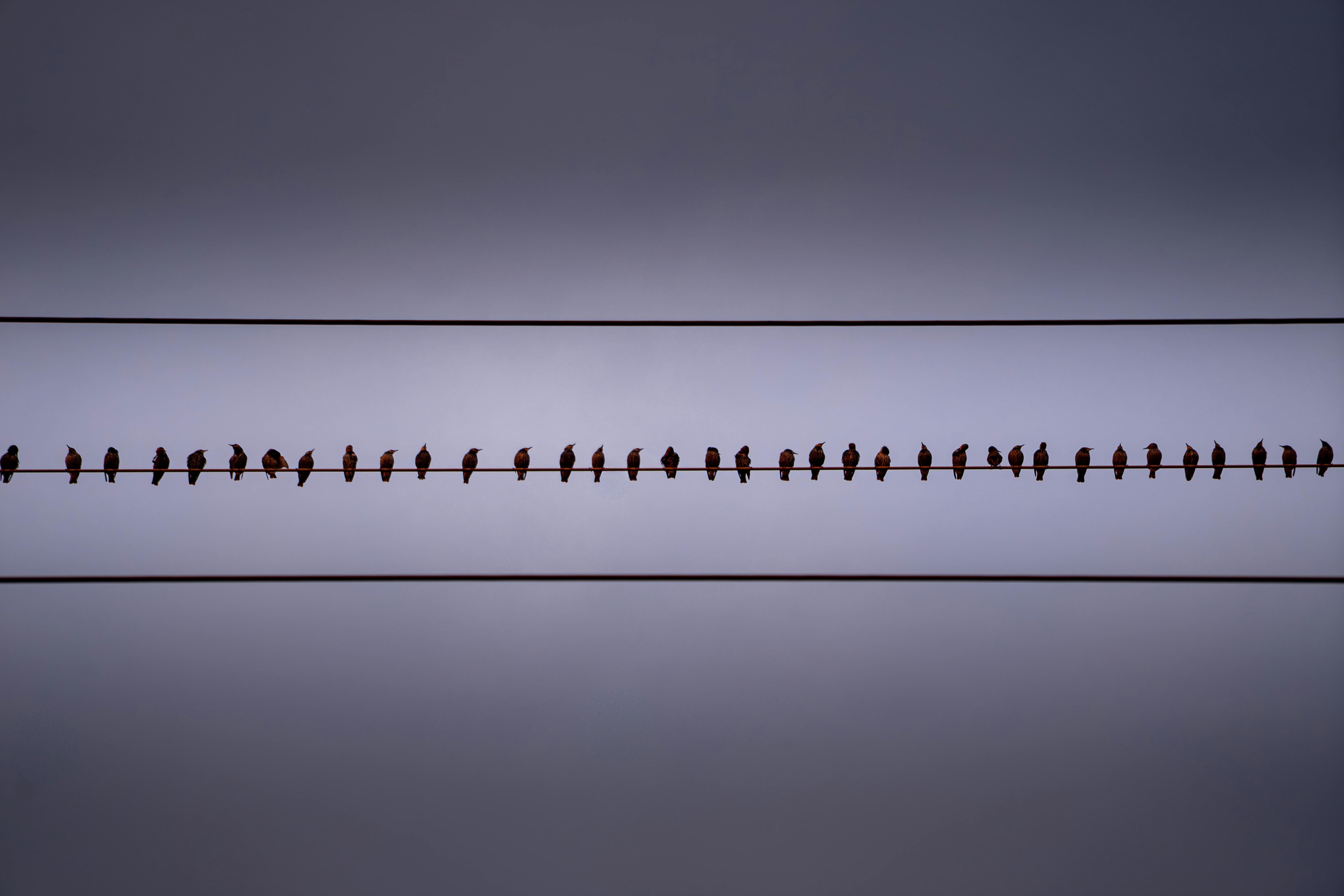 De franc Silueta d'ocells sobre línies elèctriques contra un cel crepuscular a Bielefeld, Alemanya. Foto d'estoc