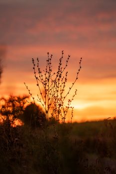 Silhouette of a plant against a vibrant sunset sky in Bielefeld, Germany.