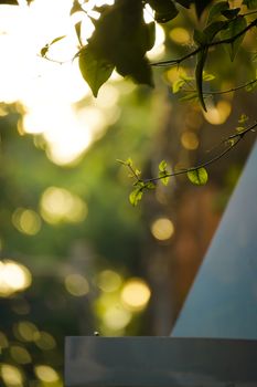 Twigs with green leaves against a soft bokeh background create a peaceful sunny outdoor atmosphere.