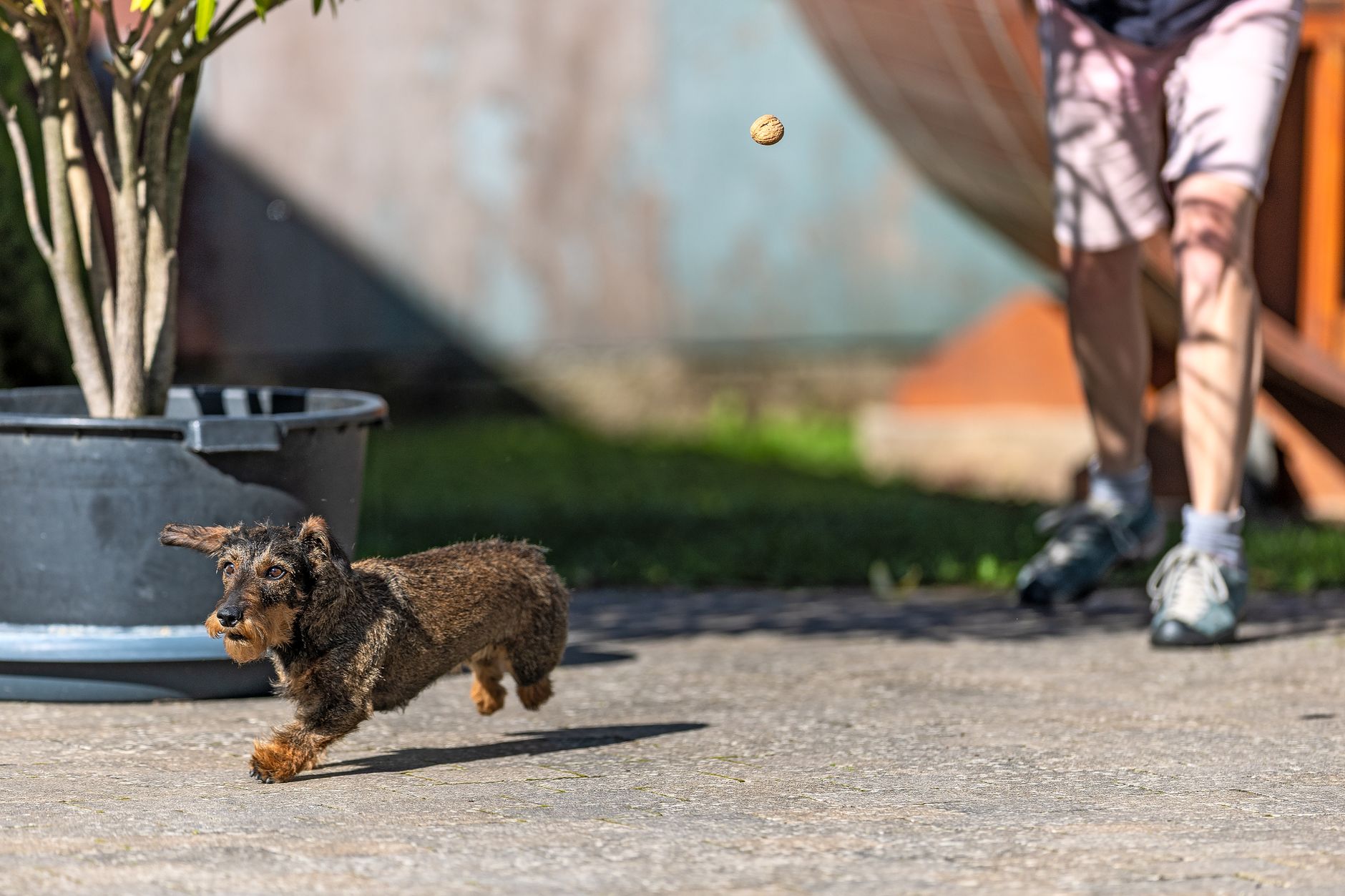 A lively dachshund joyfully chasing a ball outdoors with a person in the background.