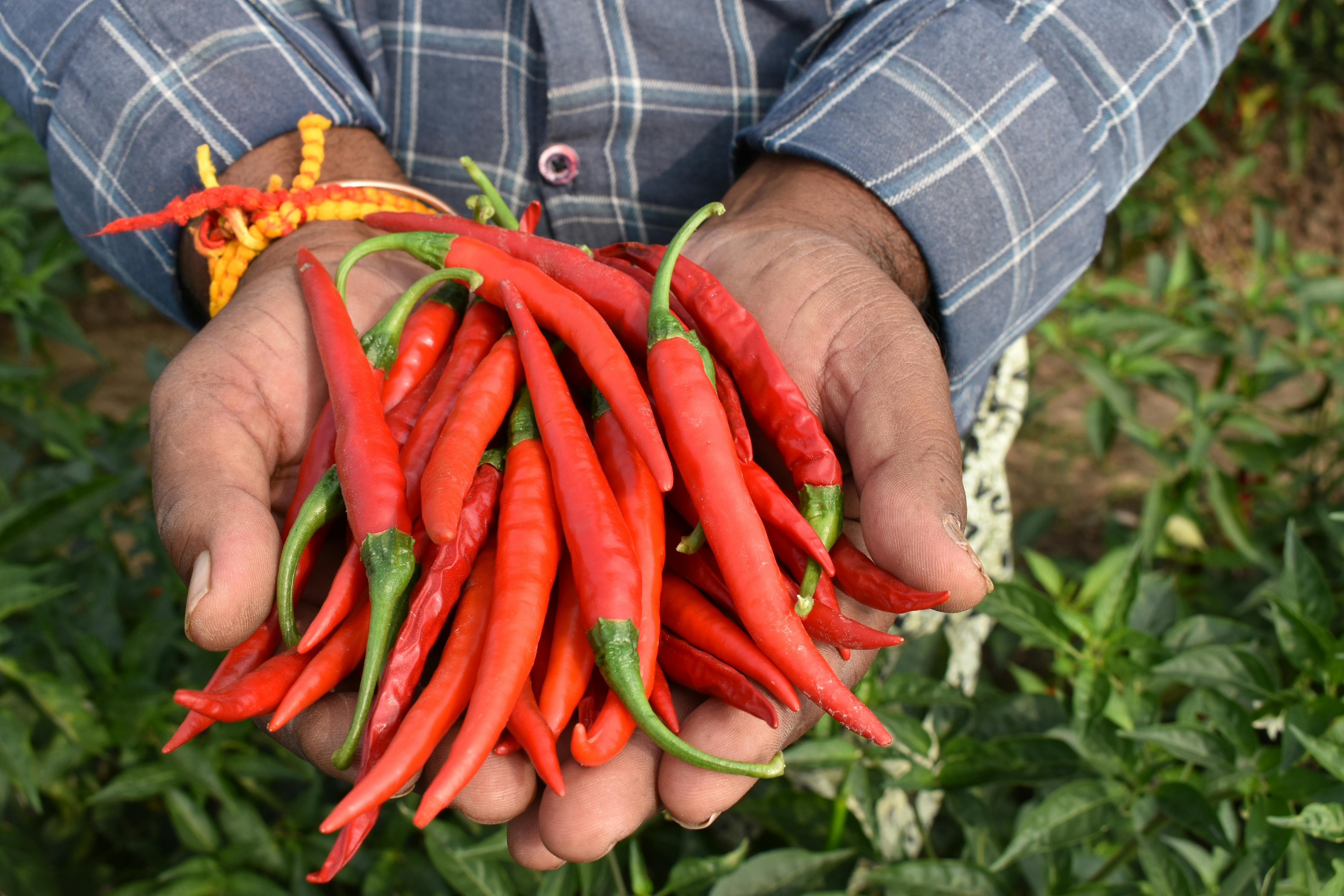 red chillies