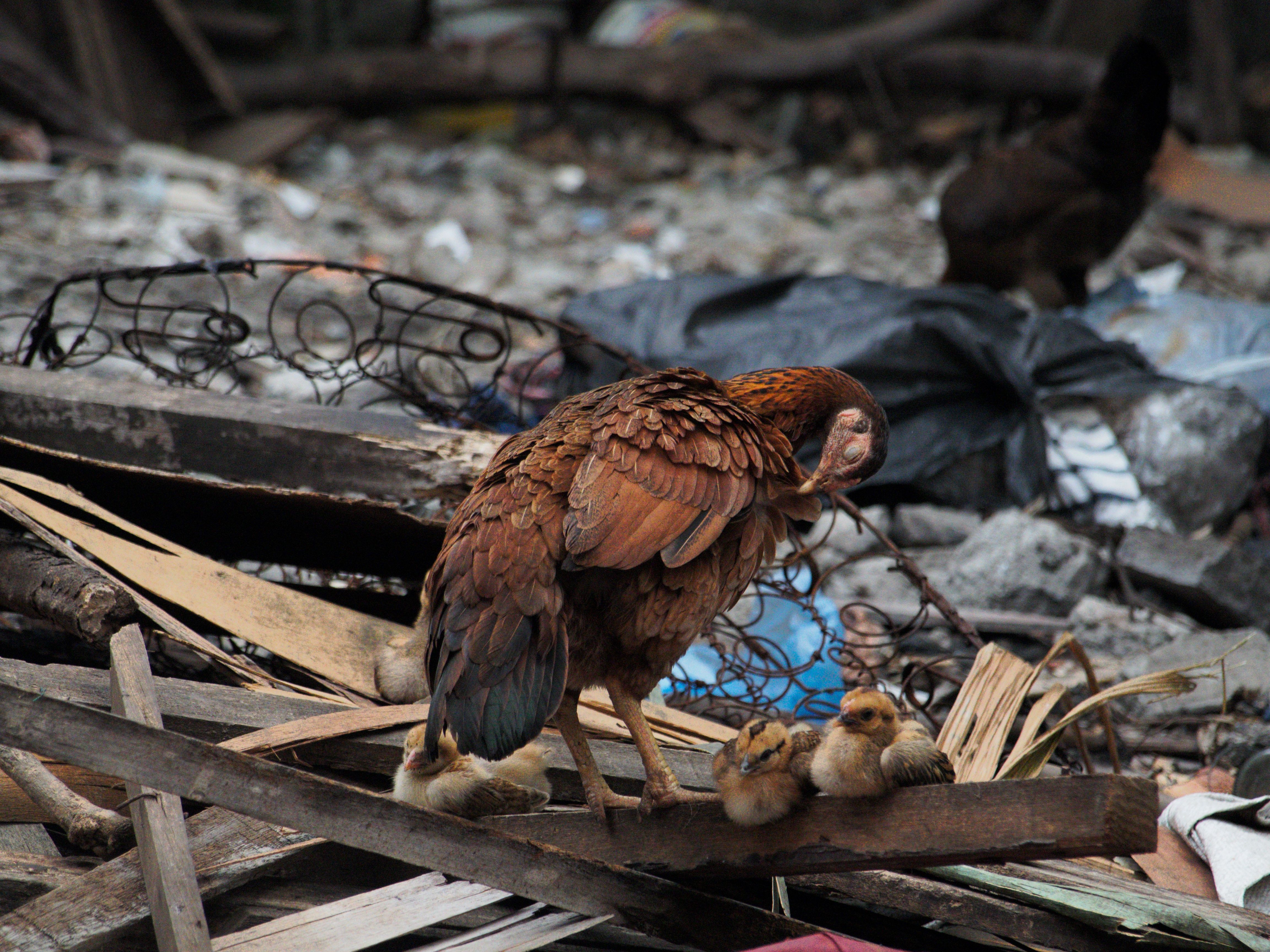 Hen with Chicks Amidst Urban Debris · Free Stock Photo