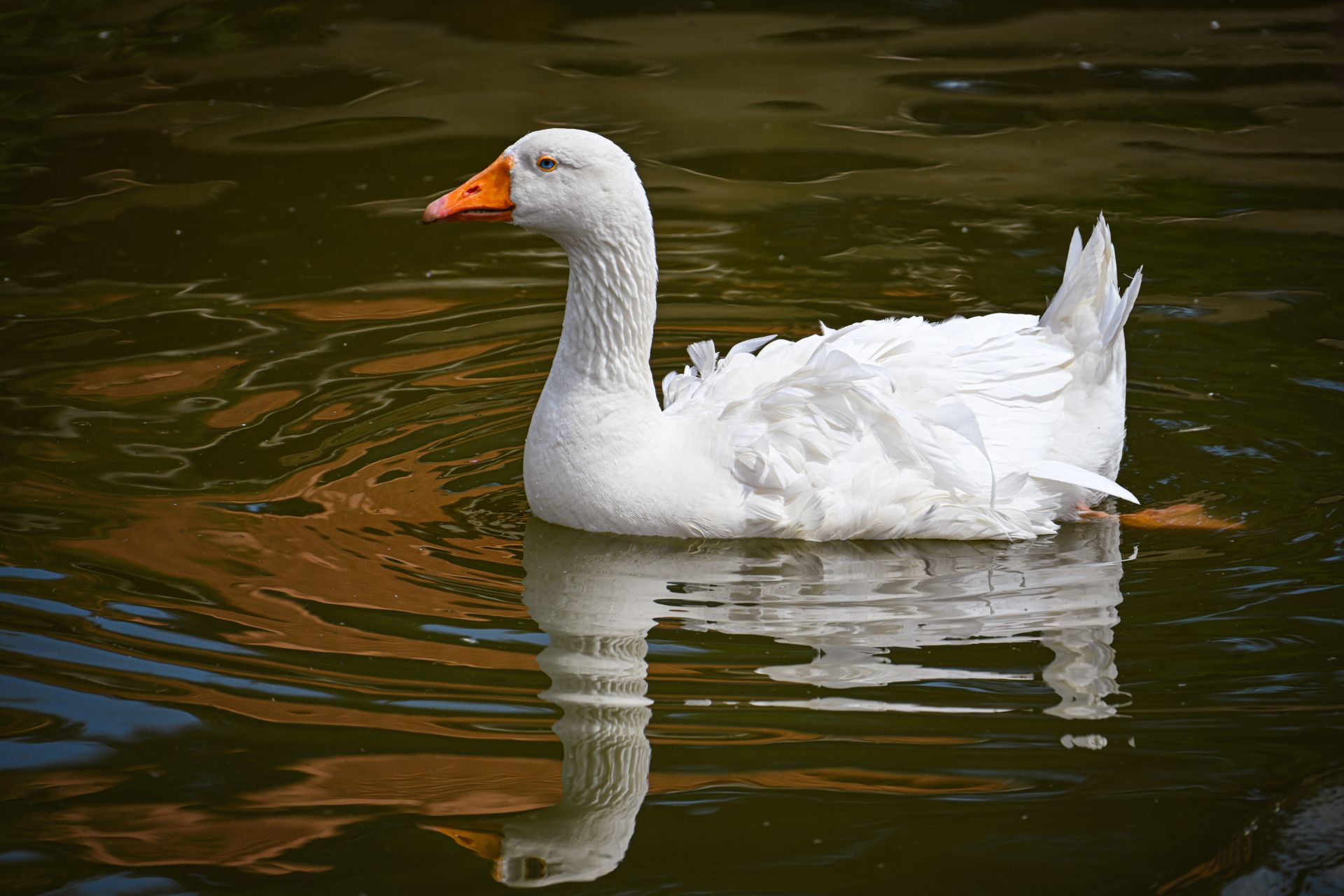 Free stock photo of animal, bird, goose