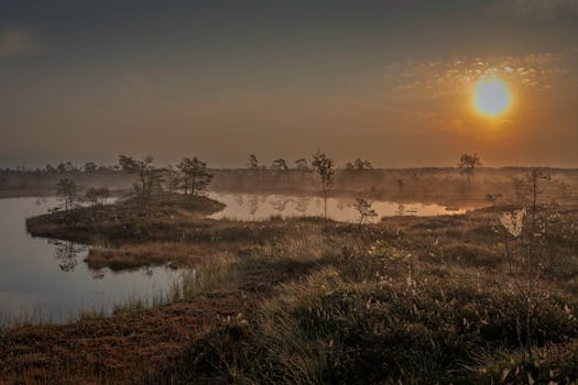 Captivating sunrise over a misty wetland landscape with tranquil reflections.