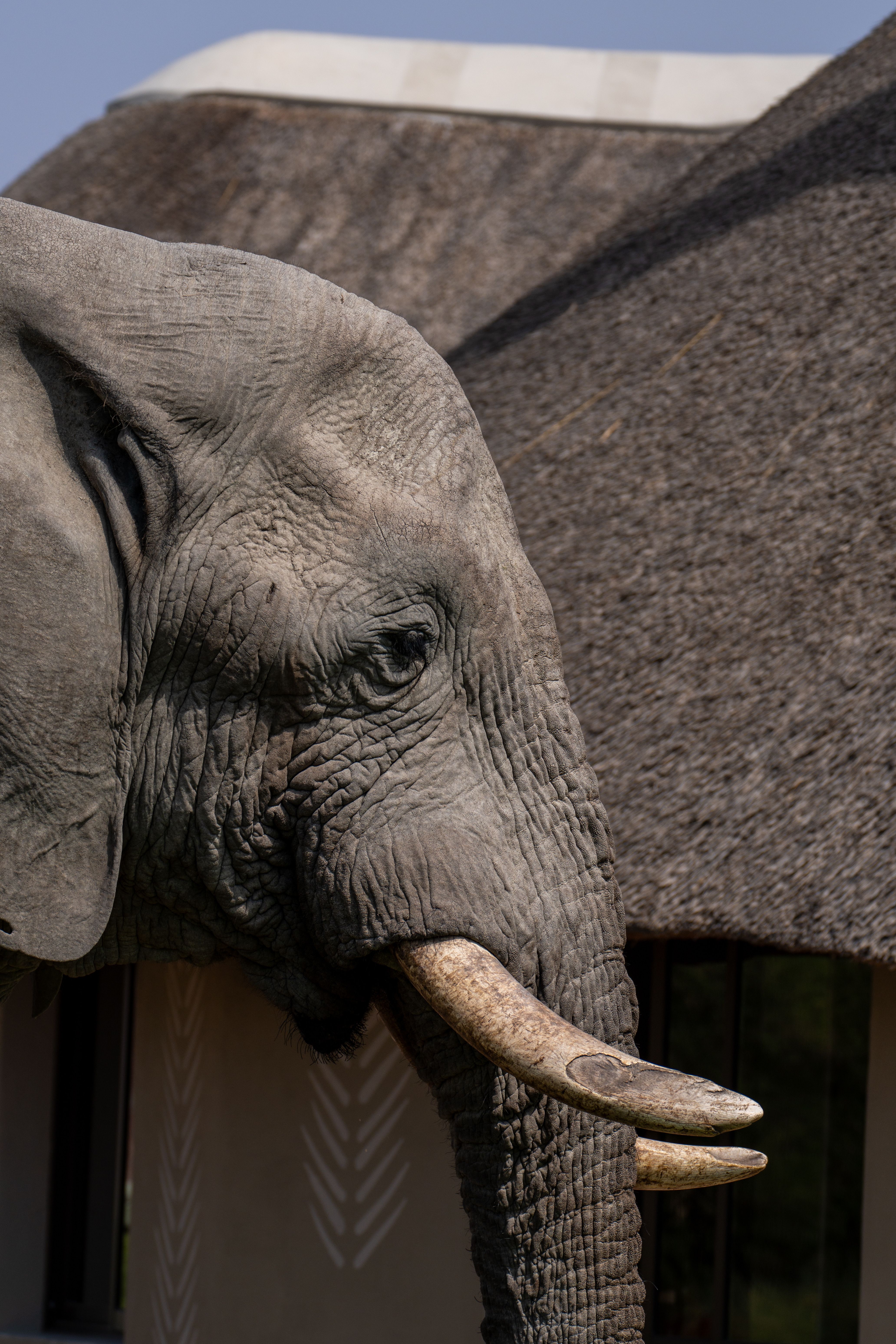 African Elephant