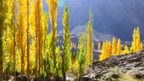Free Gilgit-Baltistan's Autumn Splendor Stock Photo
