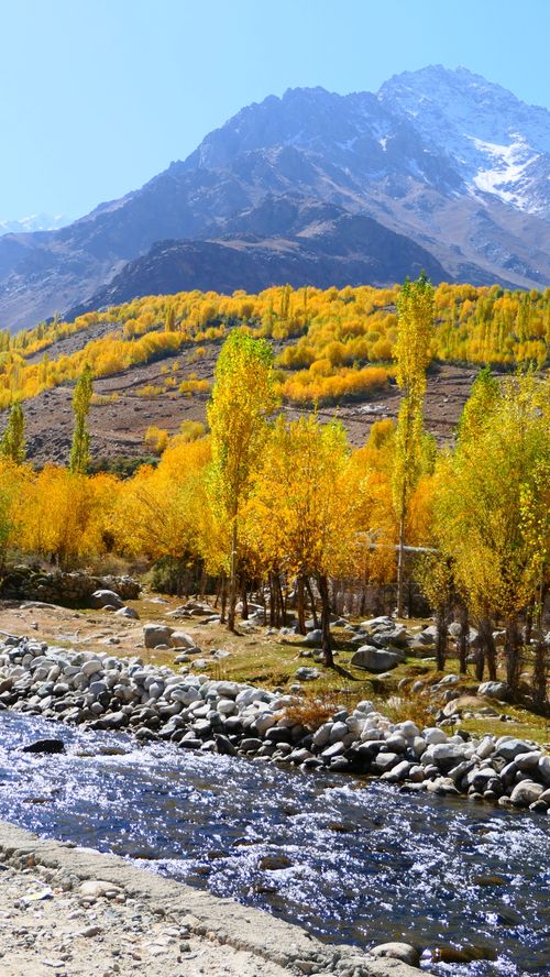 Free Colors of Gilgit-Baltistan: Poplar Trees in Autumn Splendor Stock Photo