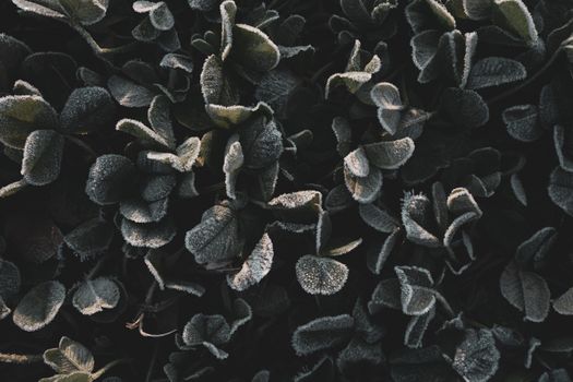 Close-up of frost-covered leaves during winter, showcasing nature's beauty and texture.