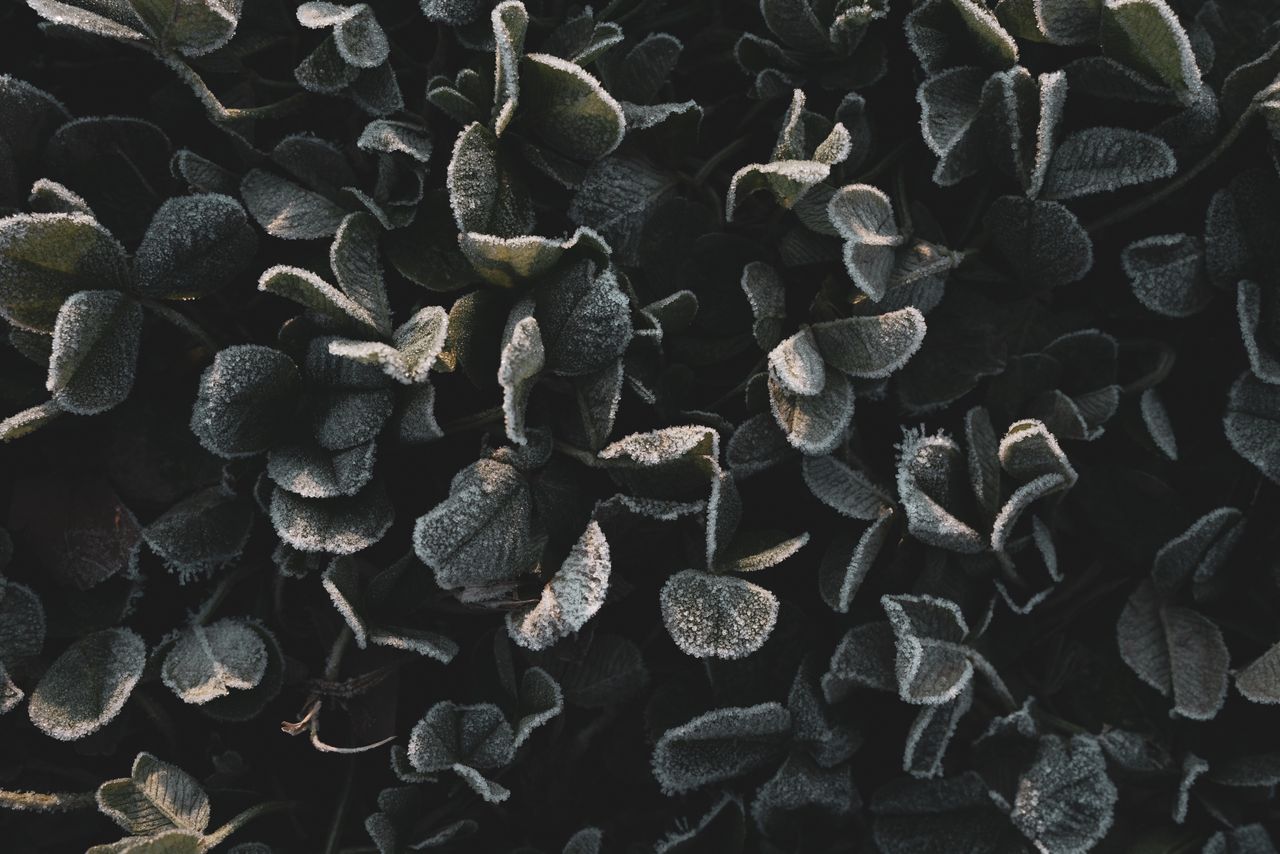 close up of frost covered leaves during winter showcasing nature s bea