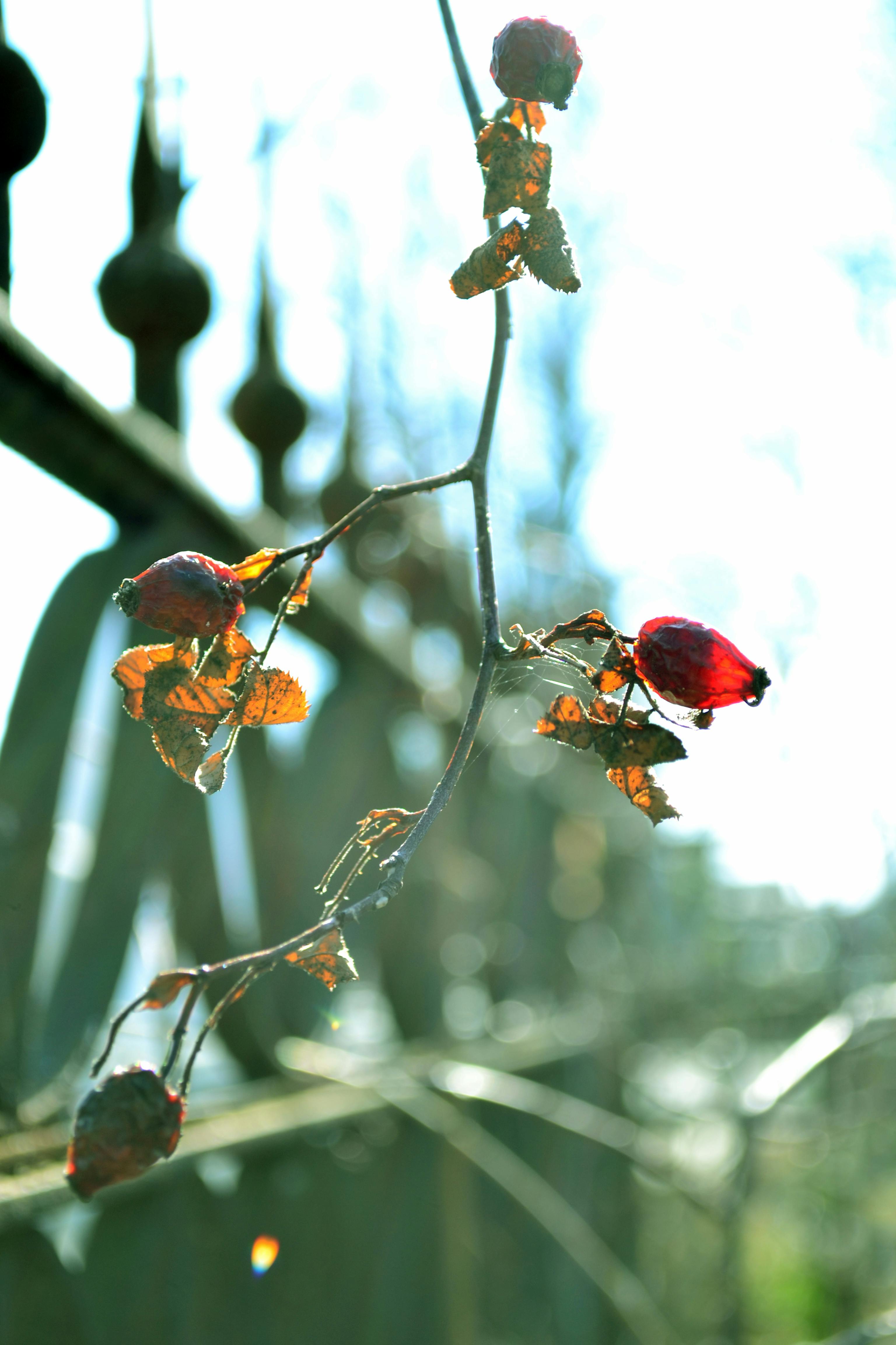 Free stock photo of autumn, cemetery, dried fruit