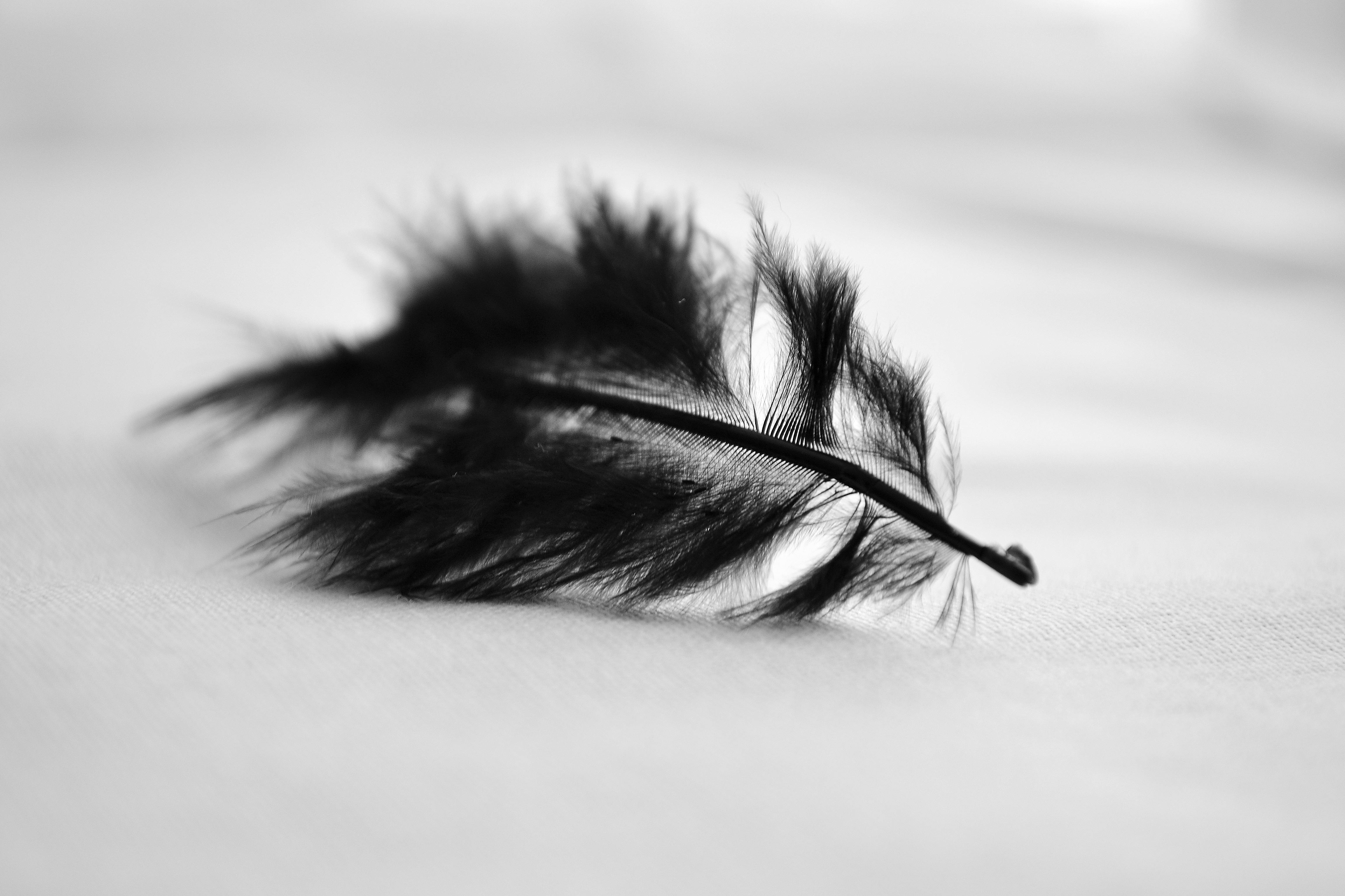 Free stock photo of black, feather