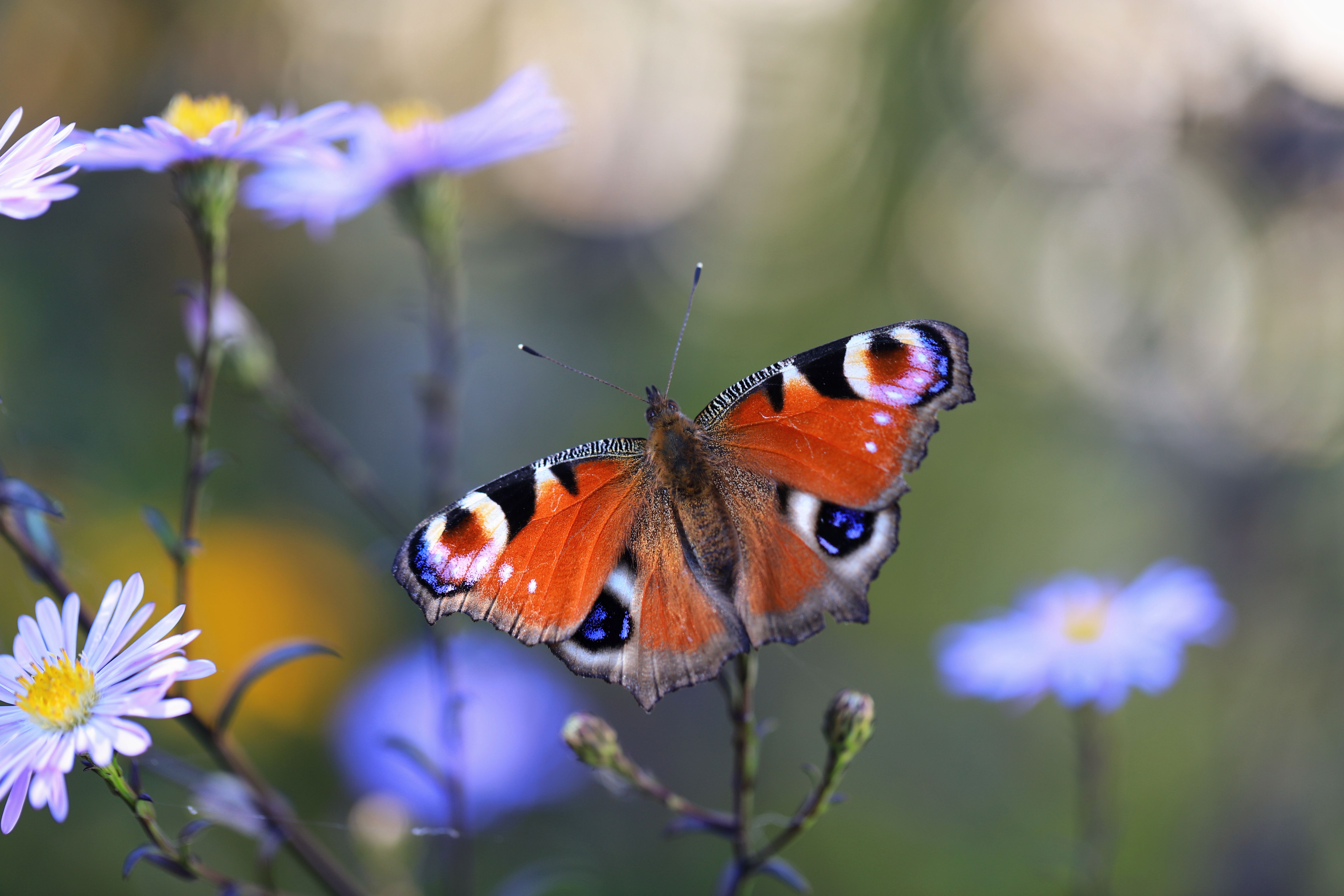 How to Create a Butterfly Garden