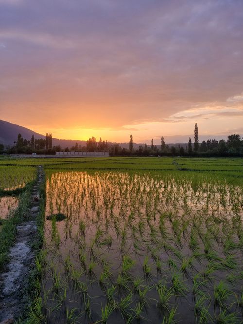 Free A beautiful sunset casts warm hues over expansive rice fields, creating a tranquil rural landscape. Stock Photo