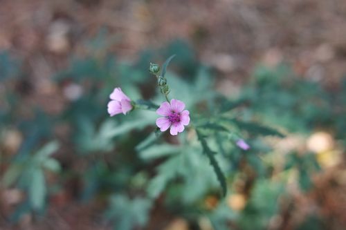 Free A striking close-up of a vibrant pink wildflower with a blurred natural background, showcasing its beauty. Stock Photo