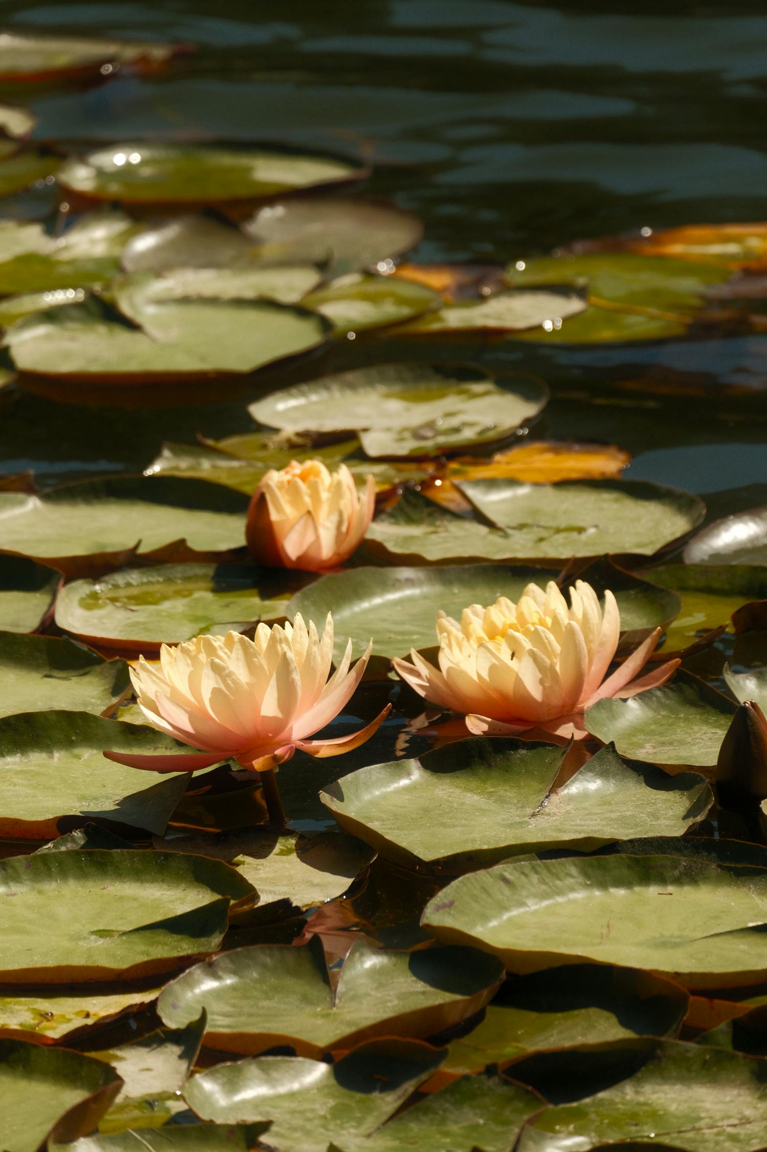 Yellow Water Lily