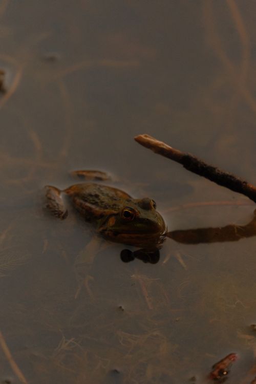 Free A frog rests in a tranquil pond in Bolu, Türkiye, amidst twilight shadows. Stock Photo