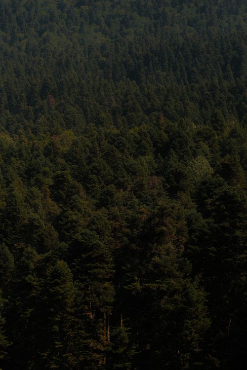 Free Vibrant forest landscape captured in Bolu, showcasing dense green foliage. Stock Photo