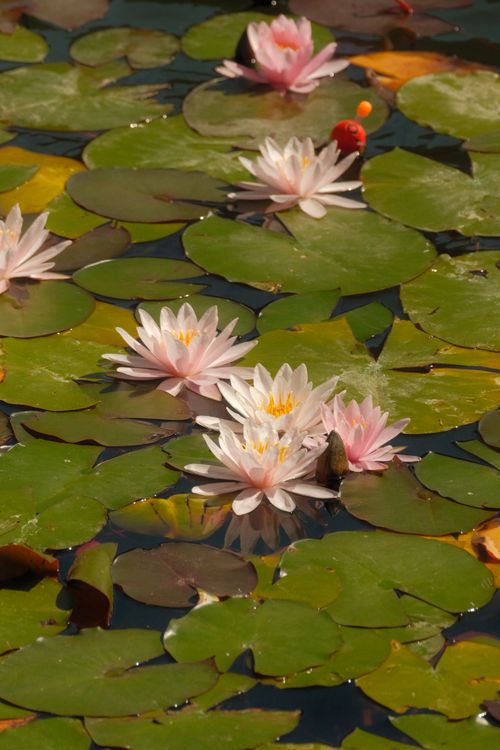 Free A serene pond in Bolu, Türkiye with vibrant pink water lilies and lush green lily pads. Stock Photo