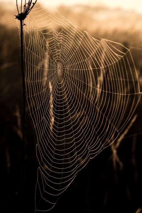 Spider Web Glowing in Sunrise Light · Free Stock Photo
