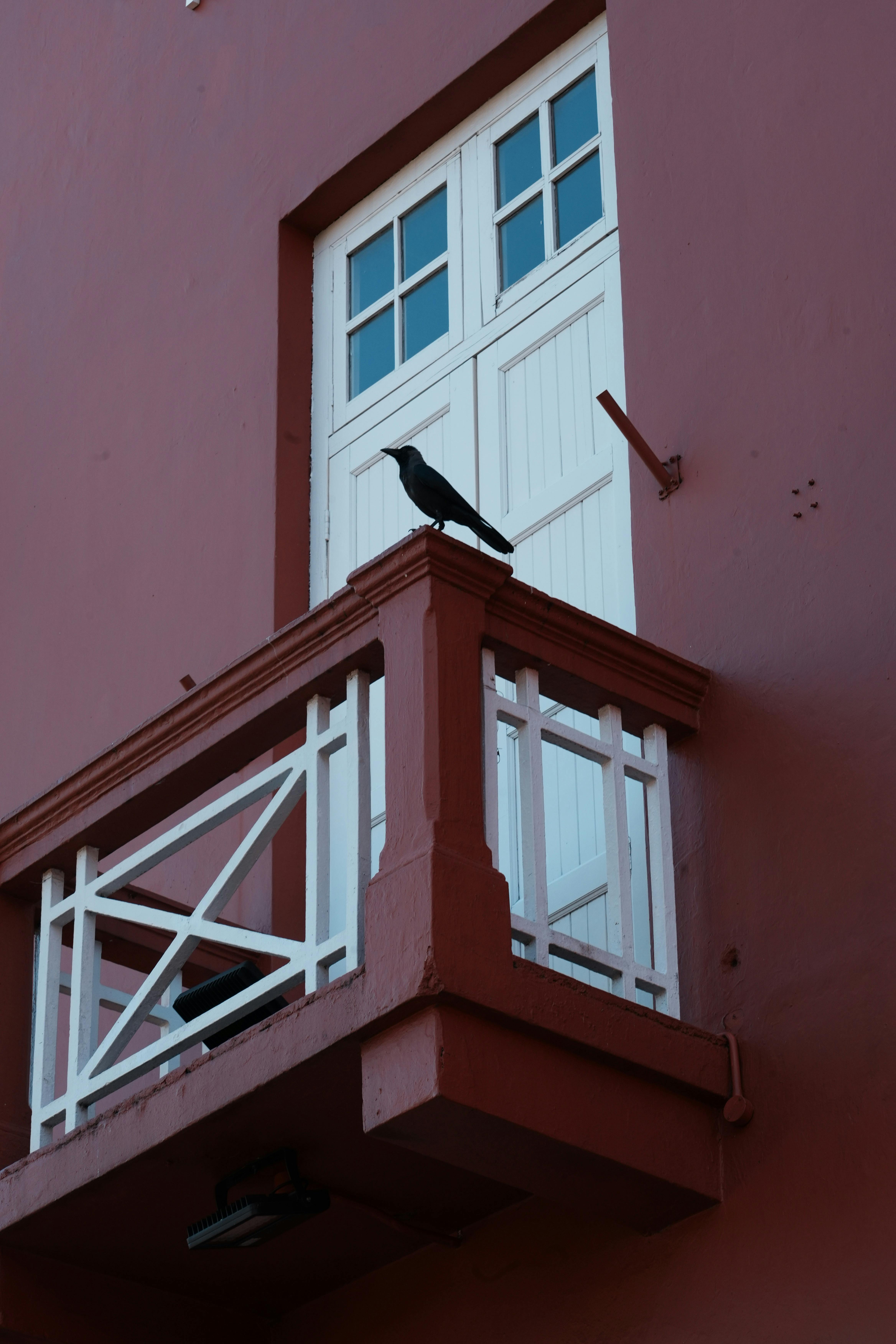 Gratis En svart kråke sitter på en historisk rød balkong i Malakka, Malaysia. Arkivbilde