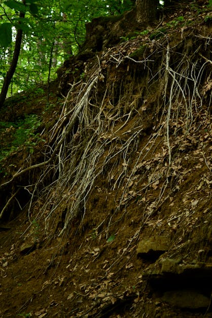 Free stock photo of nature, roots, texture