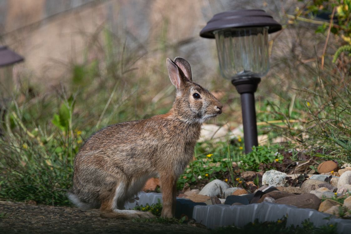 Timid Rabbit Exploring Garden Path · Free Stock Photo