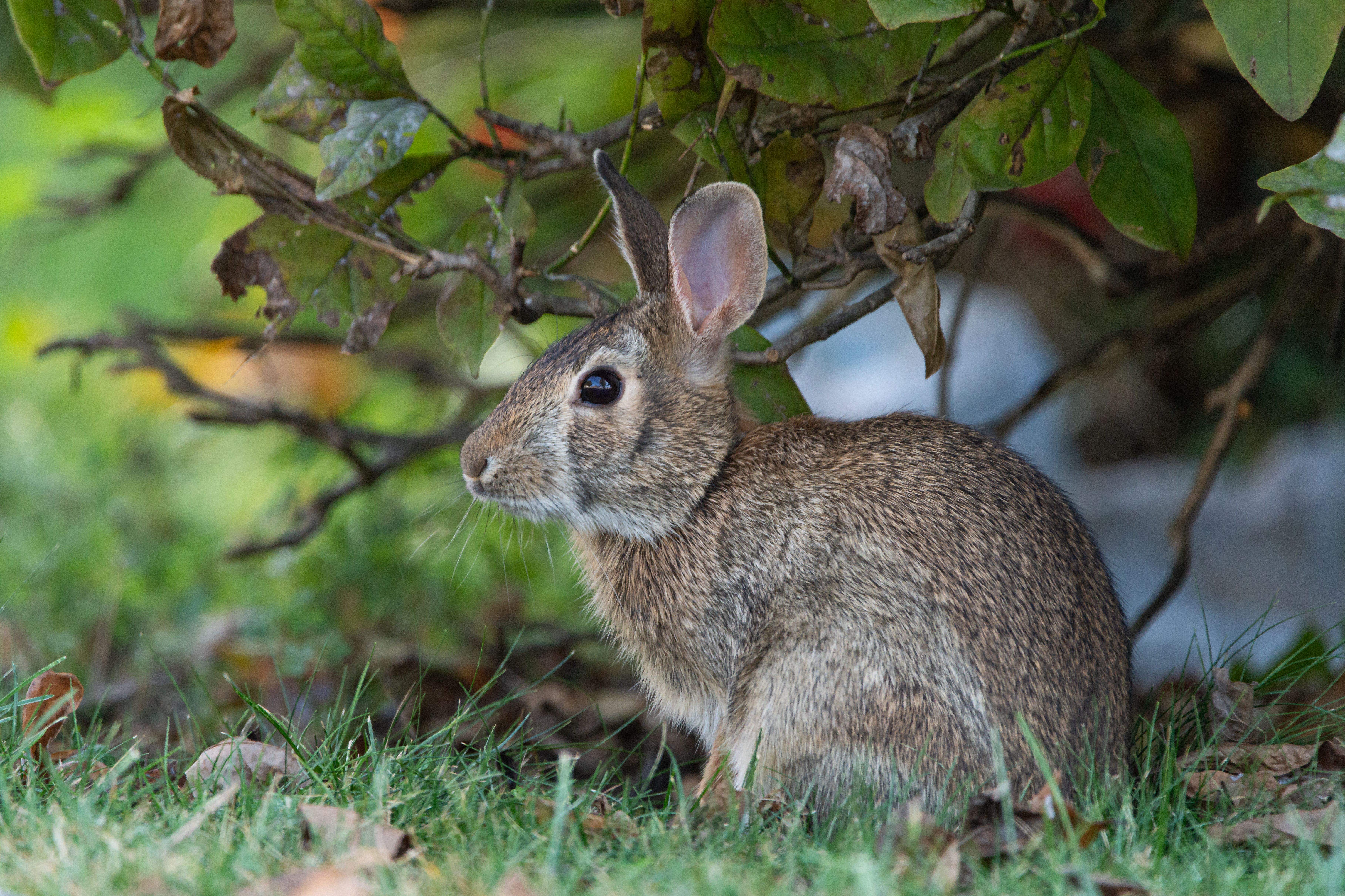 Eastern Cottontail Rabbit in Natural Habitat · Free Stock Photo