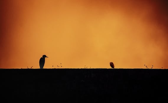 Silhouette of two birds on a ledge against a vibrant orange sky at sunset.