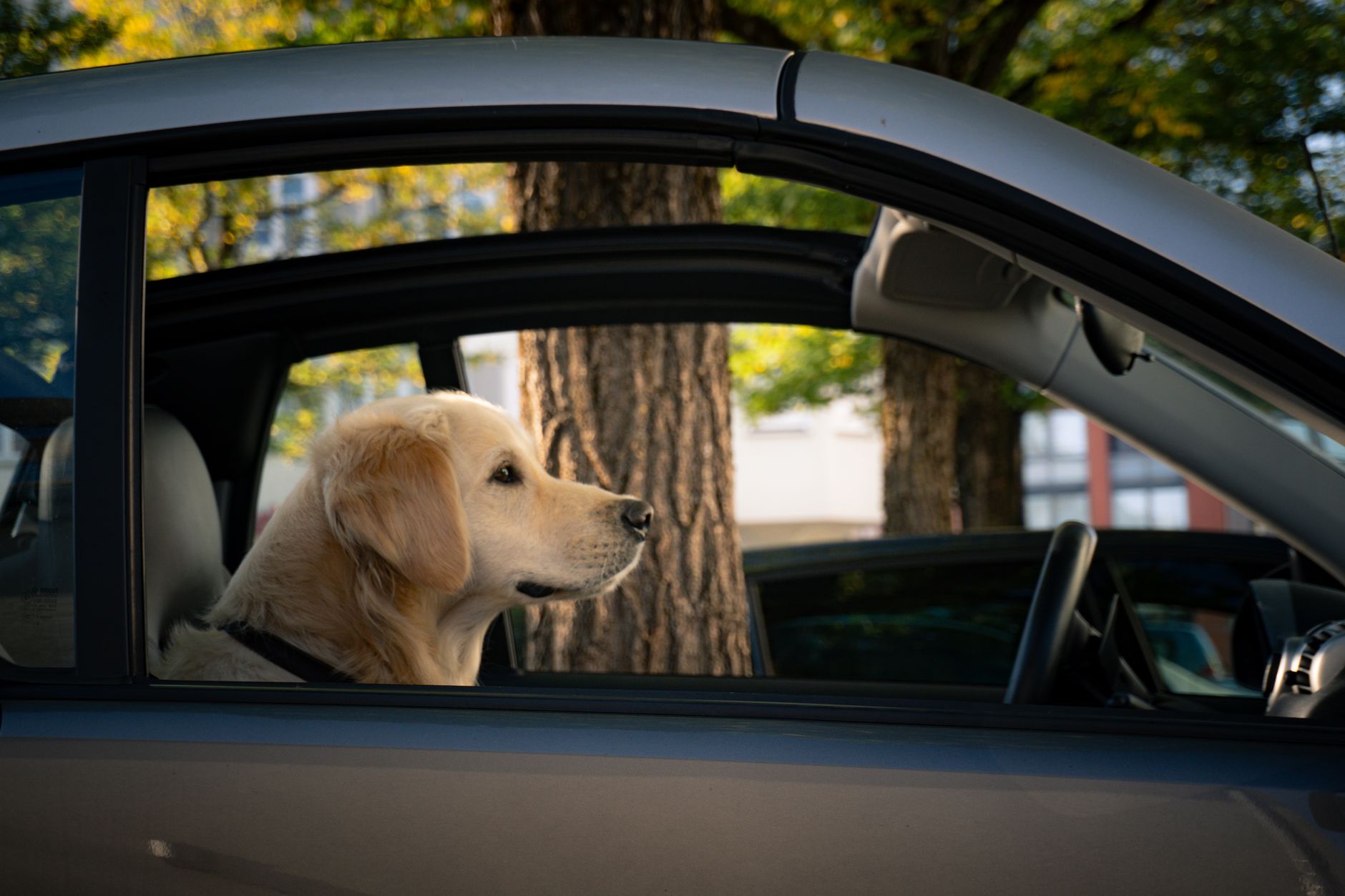 calm dog in car seat looking out window peaceful