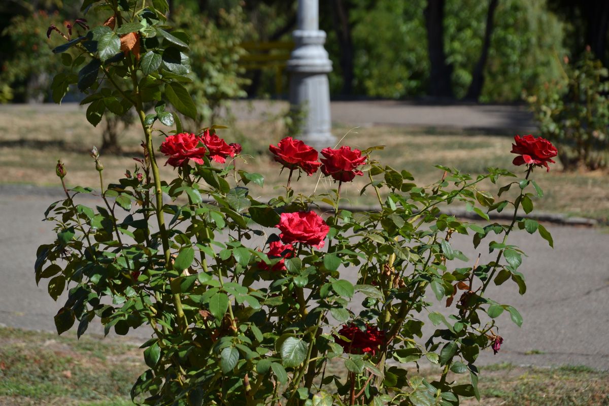 Trandafiri rosii intr-un parc insorit