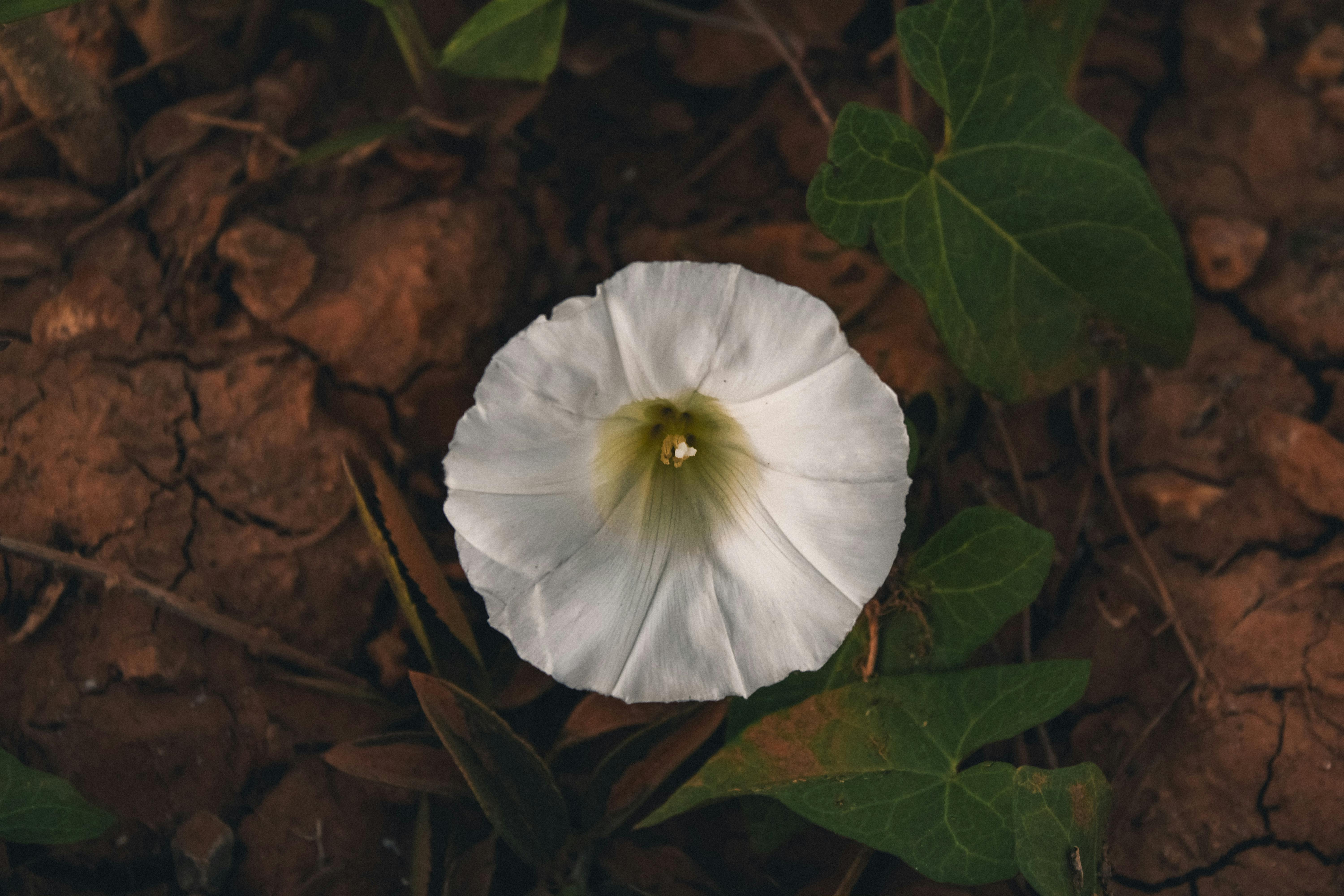White morning glory bloom surrounded by green leaves on earthy soil.