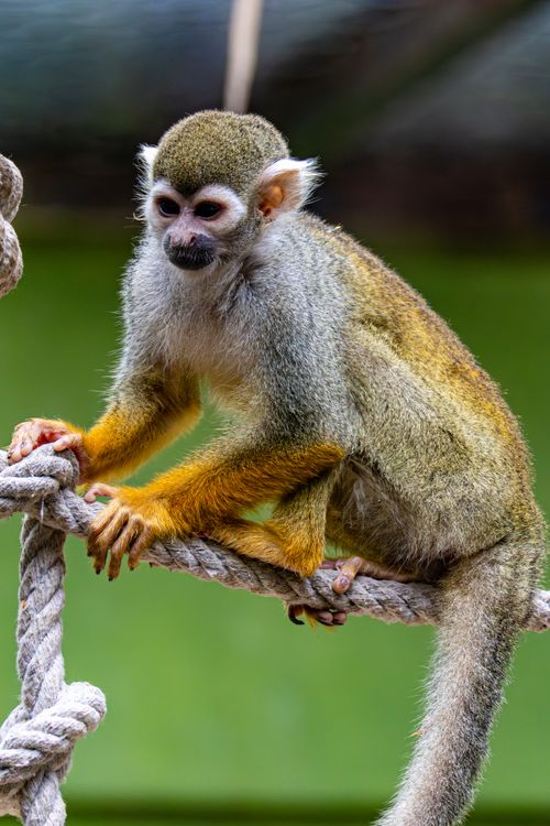 Free Close-up of a squirrel monkey perched on a rope against a green background. Stock Photo