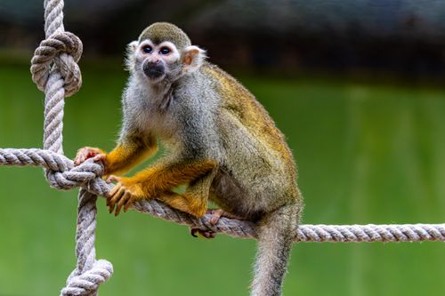 Free Squirrel monkey perched on a rope, showing its delicate features and curious expression. Stock Photo