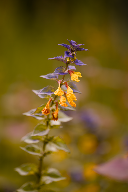 Free Vibrant wildflower macro with yellow and purple petals capturing nature's beauty. Stock Photo