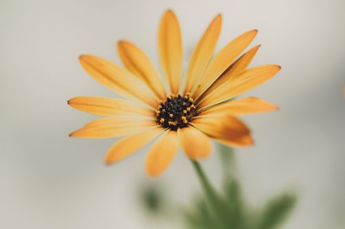 Free Close-up of a single vibrant yellow daisy with detailed petals and a soft blurred background, perfect for nature enthusiasts. Stock Photo