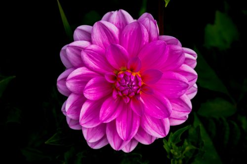 Free A vivid pink dahlia captured in full bloom with dark background highlighting its petals. Stock Photo