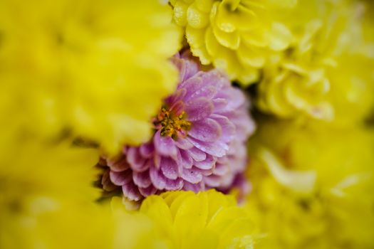 Close-up of a colorful chrysanthemum amidst vibrant yellow flowers, capturing the beauty of nature.