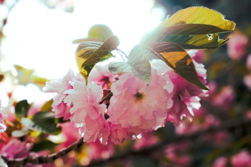Free Light pink cherry blossoms in Ankara, Türkiye, captured with vibrant spring sunlight. Stock Photo