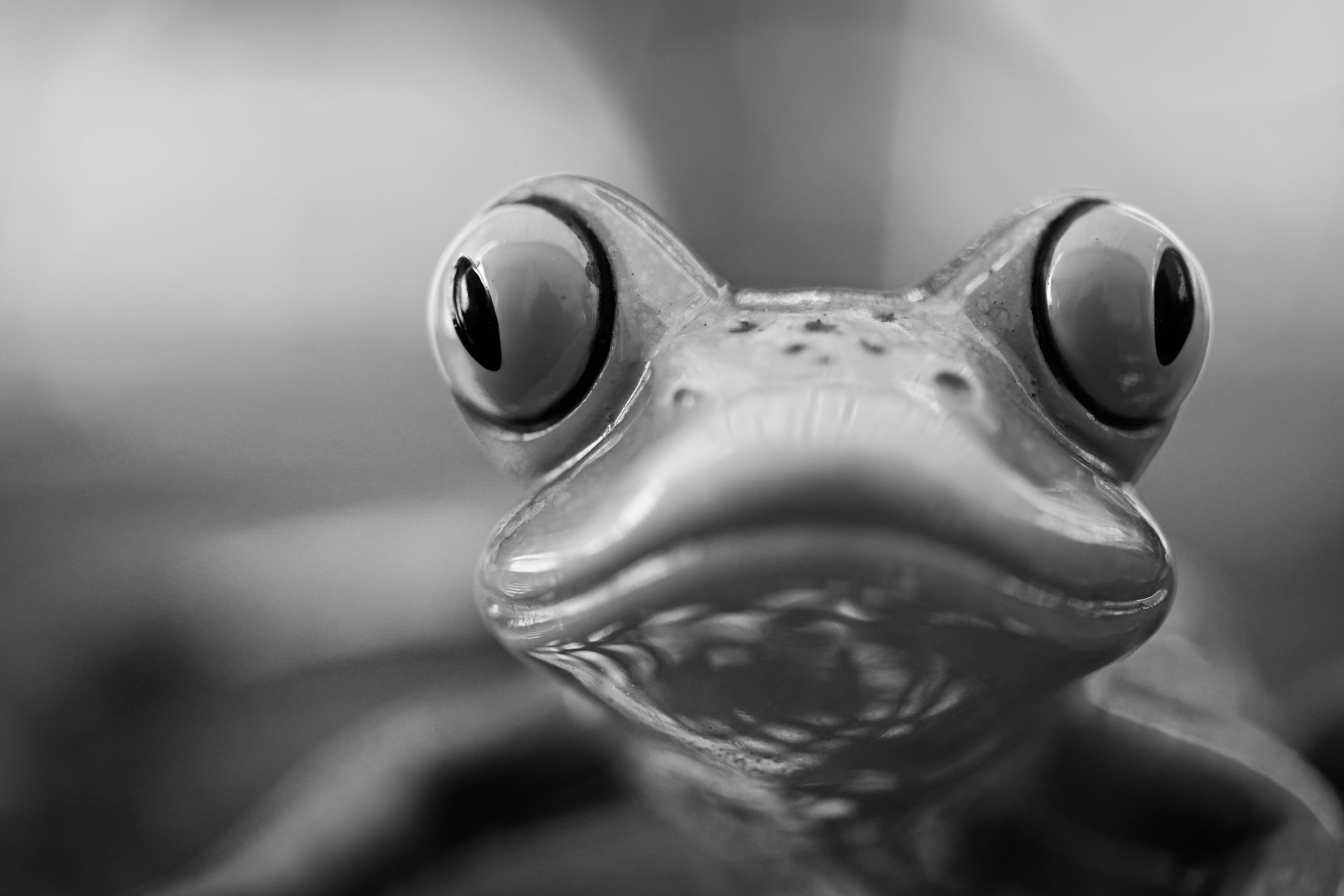 免費 黑白陶瓷青蛙雕塑特寫，以藝術焦點展示複雜的細節。 圖庫相片