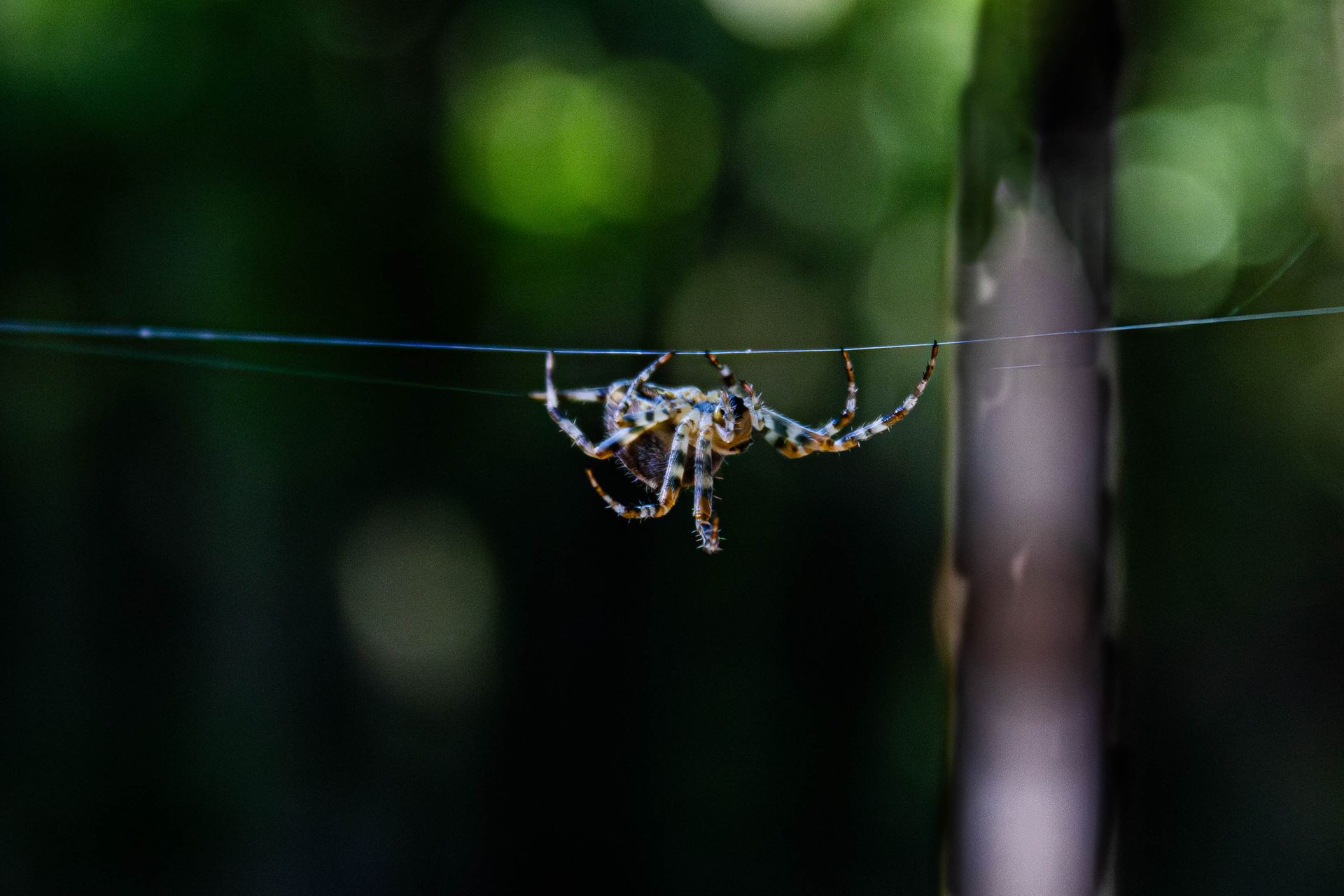 Spider