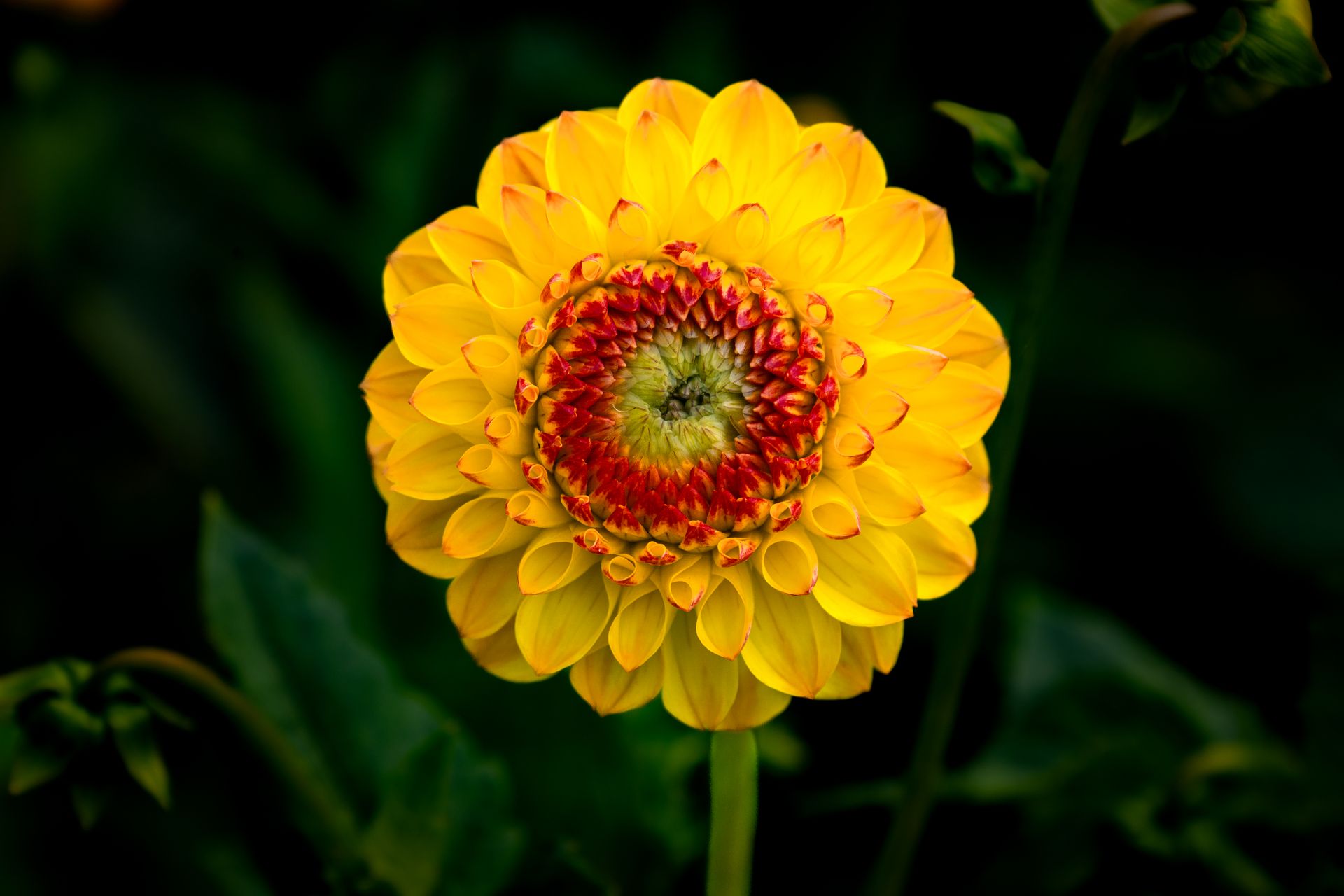 Stunning close-up of a vibrant yellow dahlia with red accents, perfect for summer garden imagery.