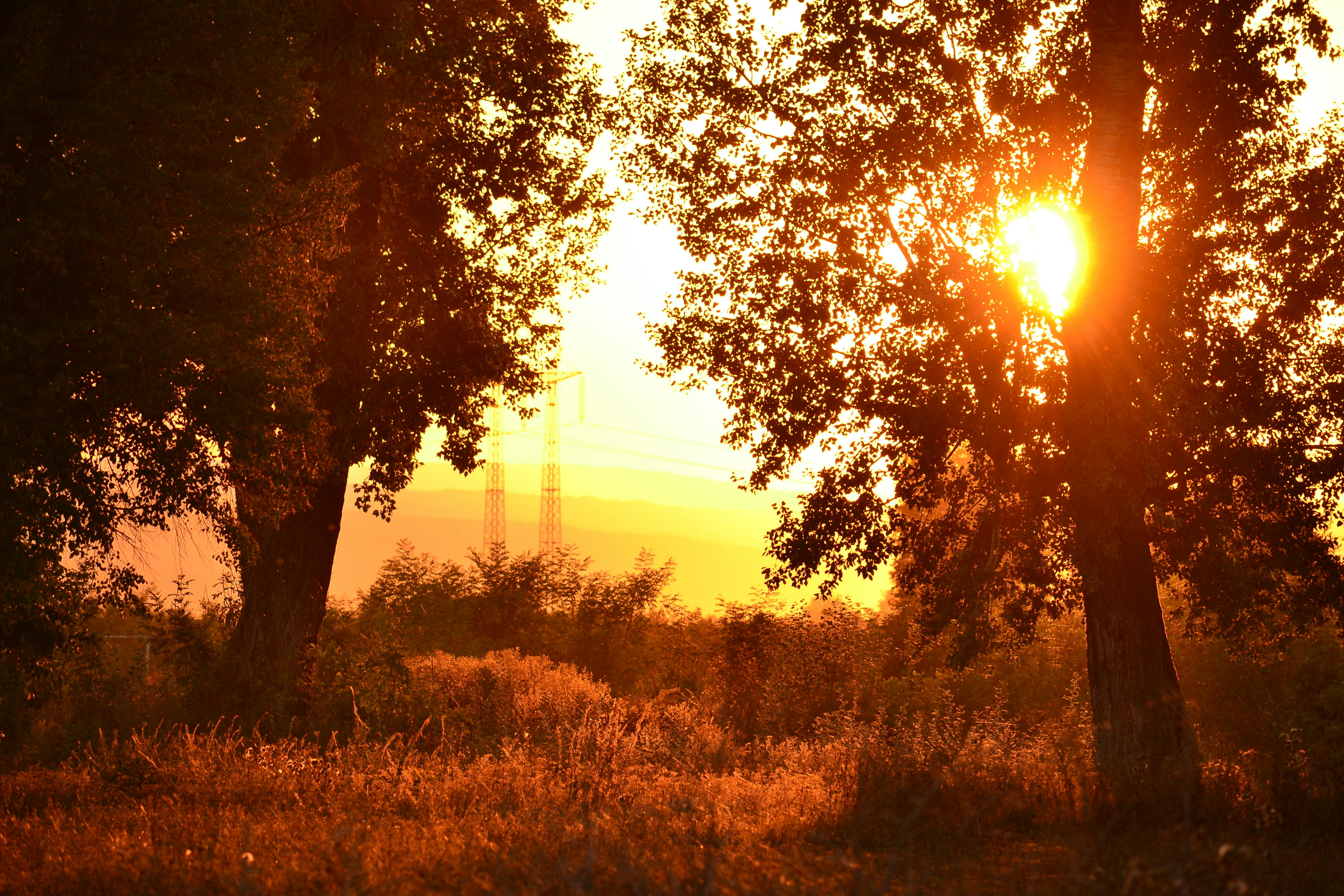 Free stock photo of dried flowers, flowers, golden