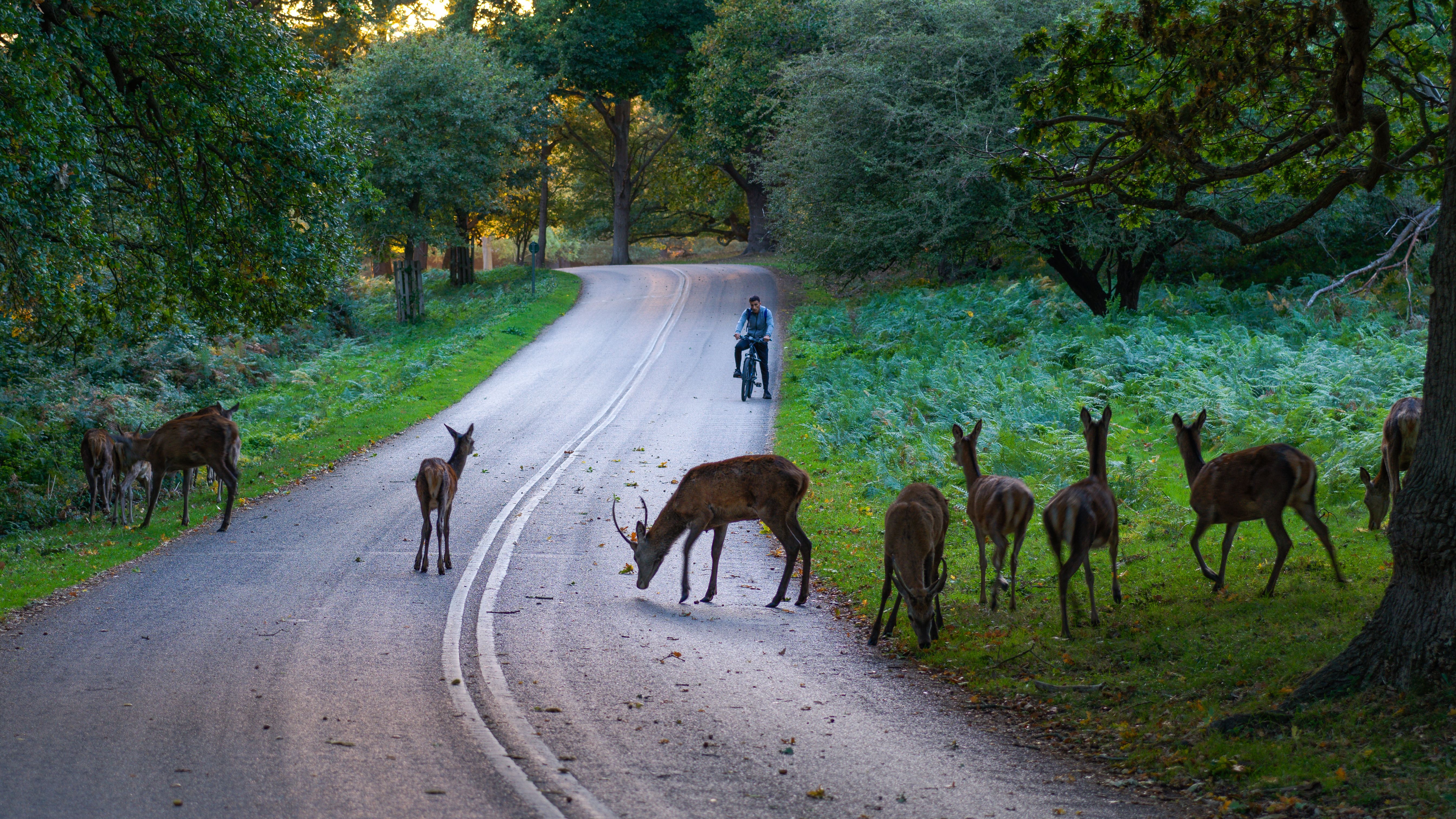 How to avoid wildlife collisions on Canadian rural roads this autumn