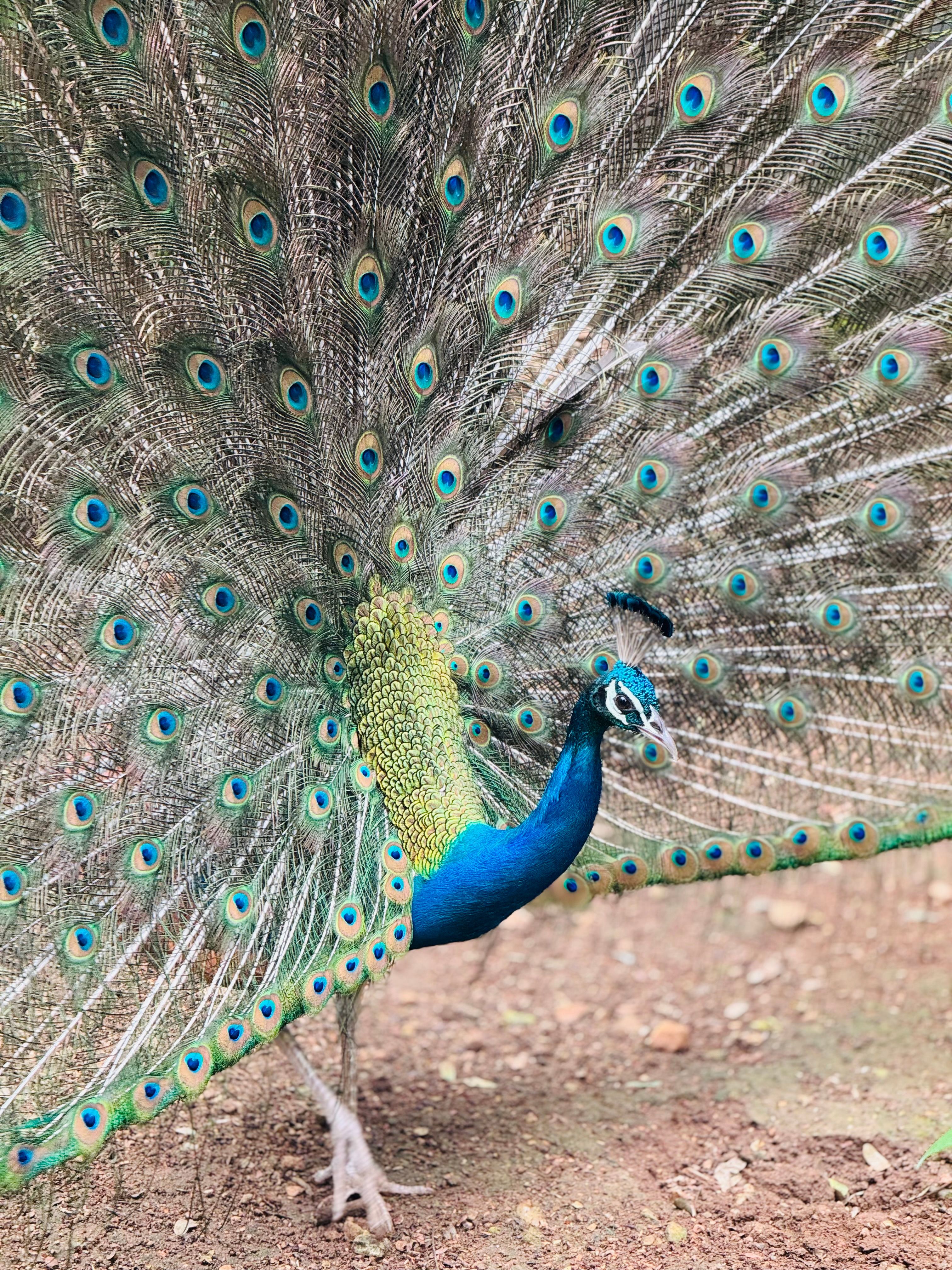 Peacock Promo Codes Offering Up To 40% Off Surface For August 2026 Streaming