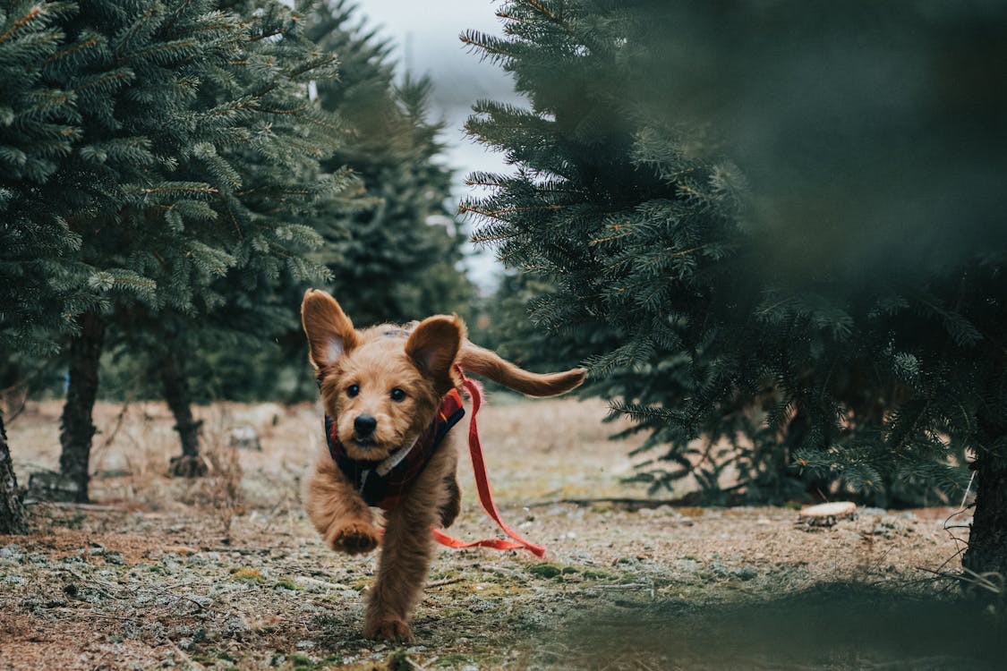 Short-coated brown dog running through a Christmas tree lot