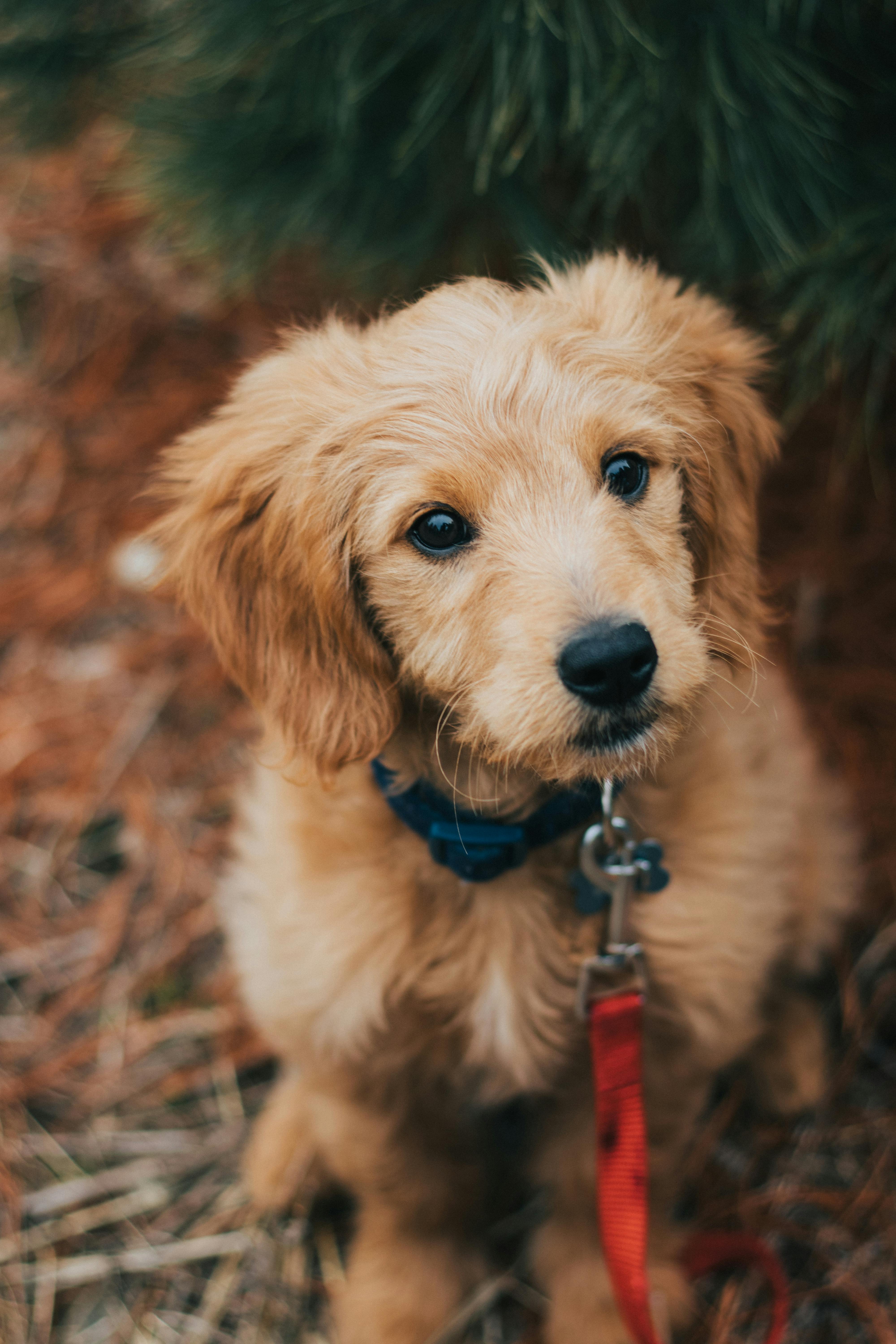 500 Golden Retriever Pictures HD  Download Free Images on Unsplash