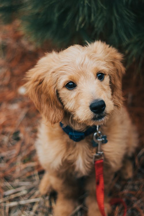 Безкоштовне стокове фото на тему «goldendoodle, волохатий, домашня тварина»