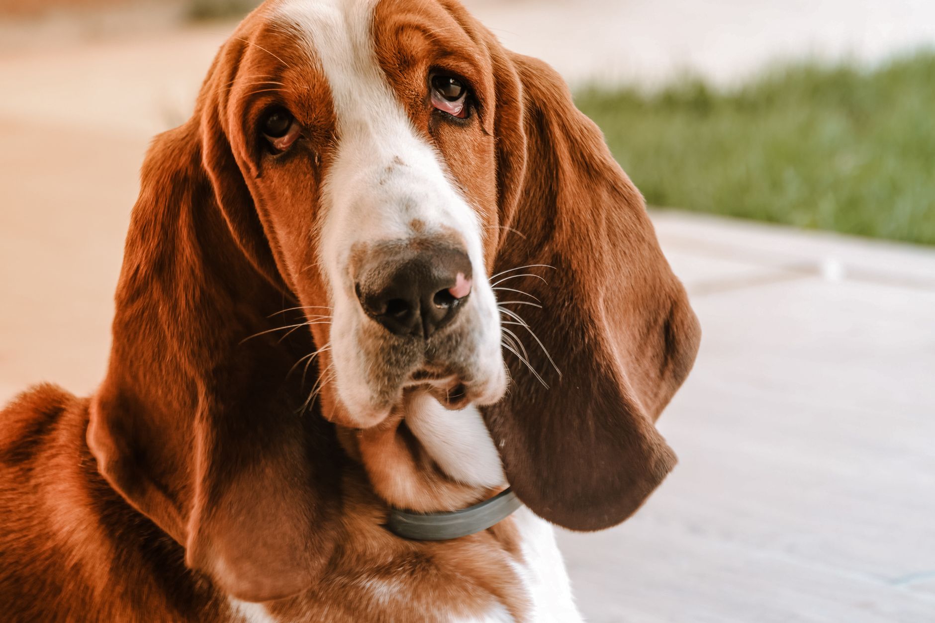 Charming basset hound dog with long ears lounging in a sunny garden in Serbia.