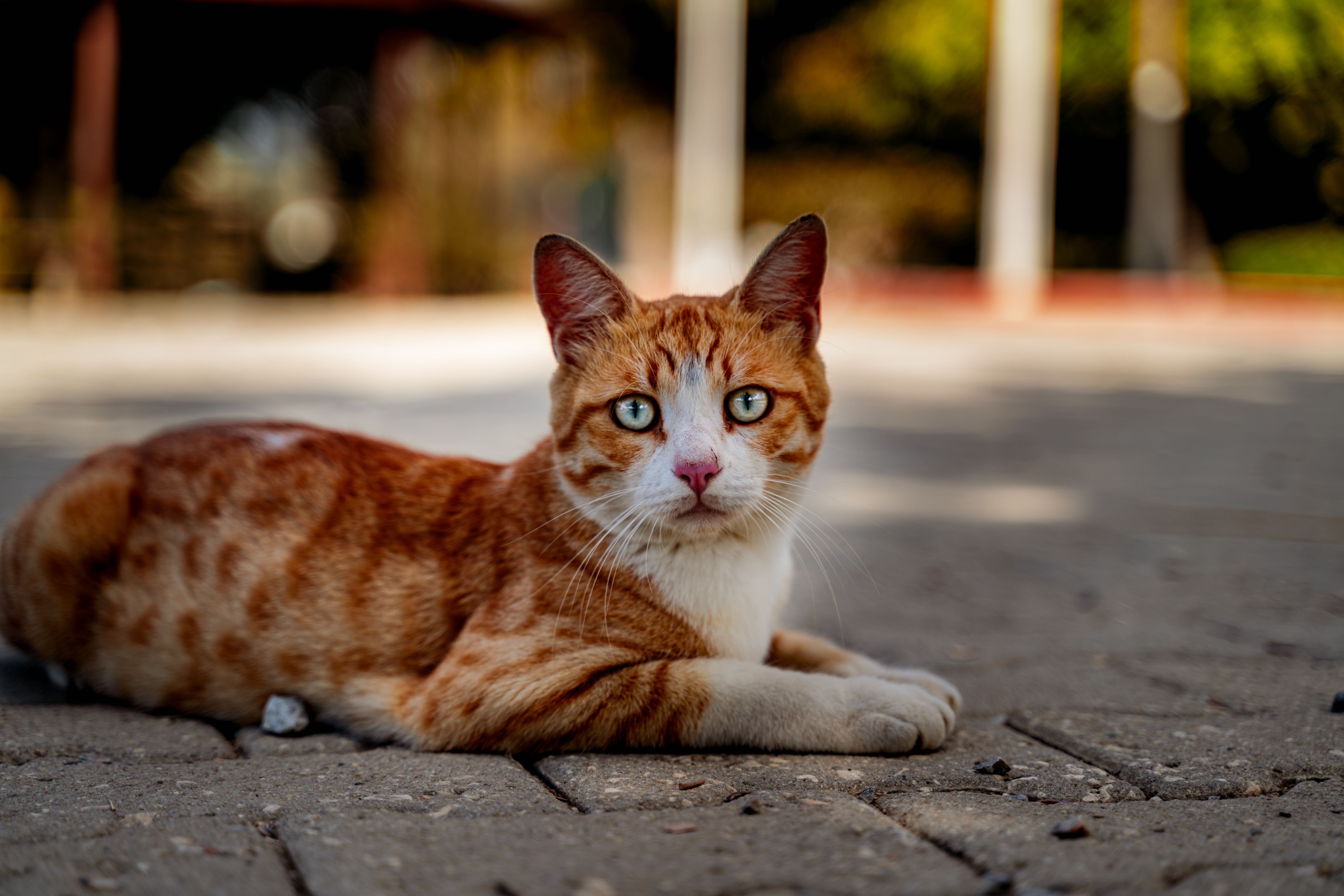 Gato Naranja Relajándose En El Suelo · Foto de stock gratuita