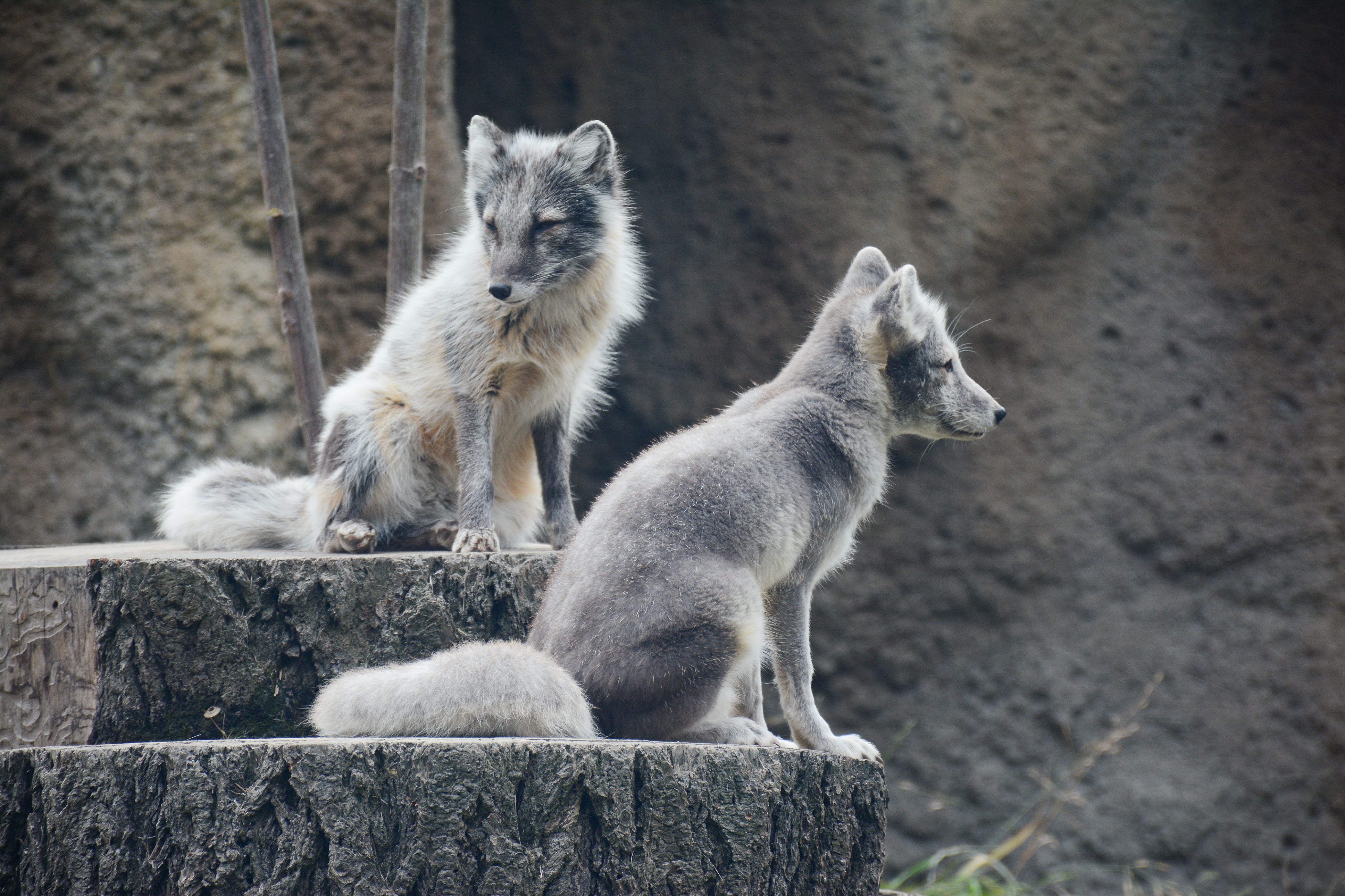 Arctic Fox Pair Sitting on Wooden Stump · Free Stock Photo